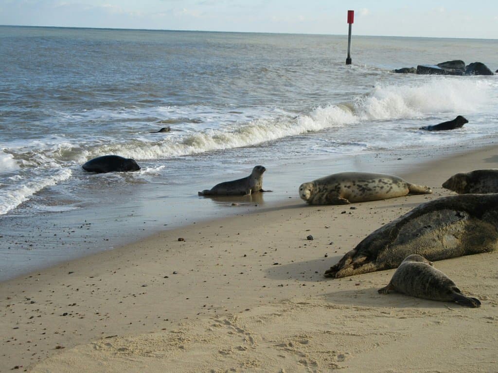 Horsey Gap Seals