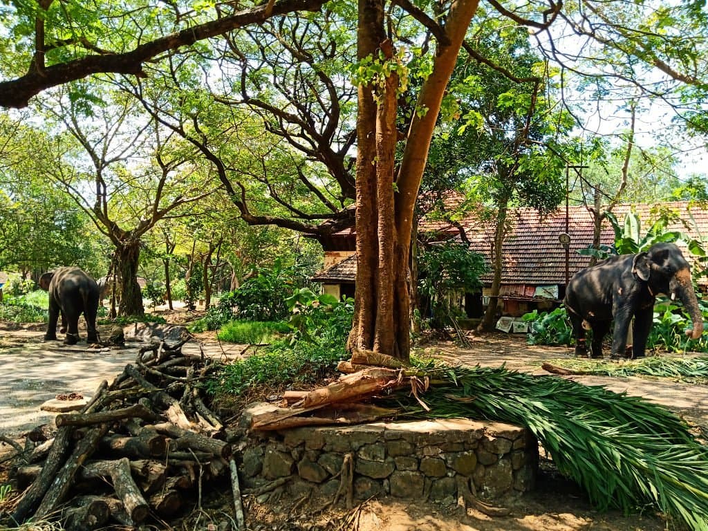 Punnathur Kotta (Anakkotta)