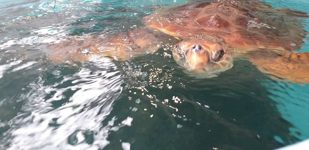Porto Pim Aquarium Casa dos Dabney