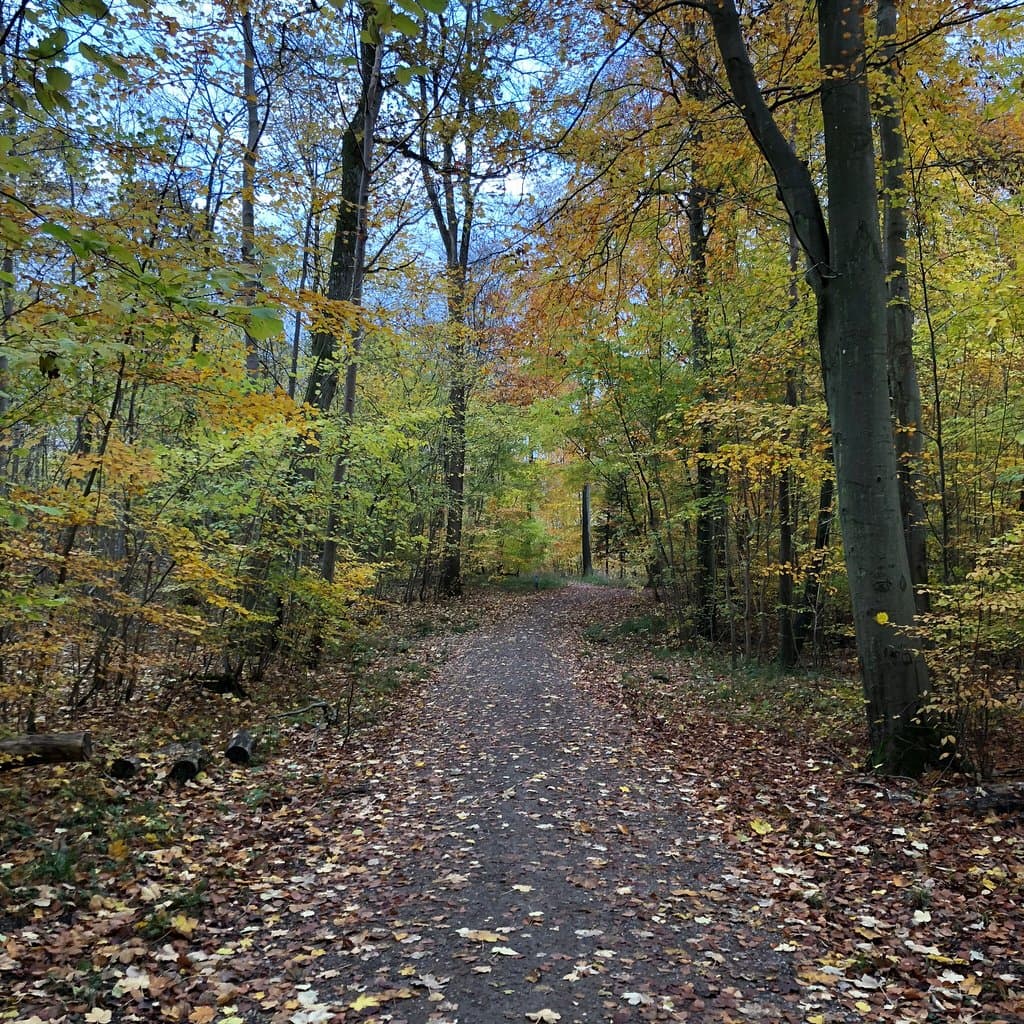 Boserup Forest