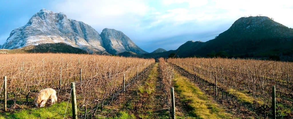 Sleeping vines with a bit of snow on the mountain.