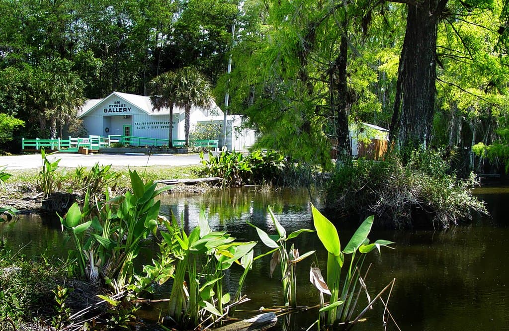 Looking on to Big Cypress Gallery from Tamiami Trail. 
