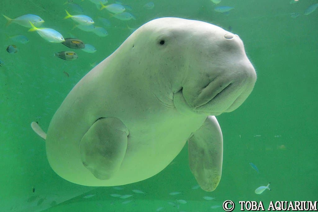 ジュゴンのセレナ：日本でジュゴンに会えるのは鳥羽水族館だけ！