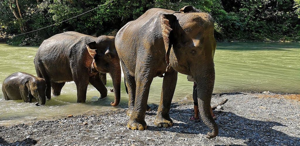 Sloní trek a mytí Tangkahan