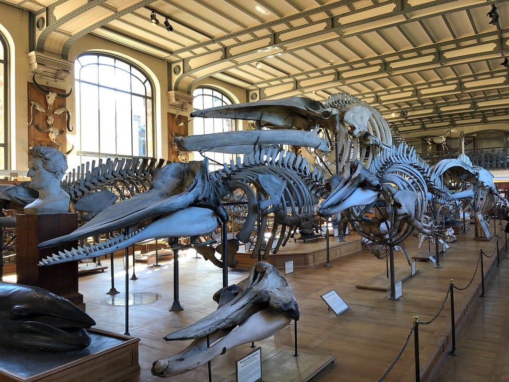 Large sea creatures