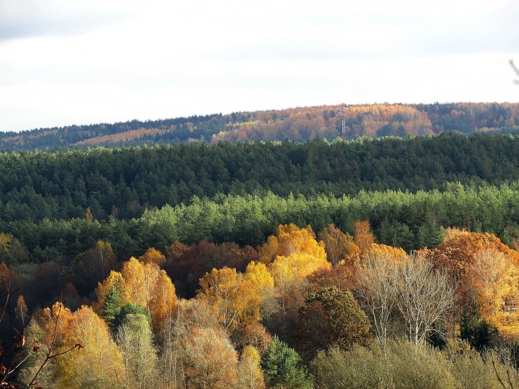 View from  the lookout in  Verkiai  manor park
