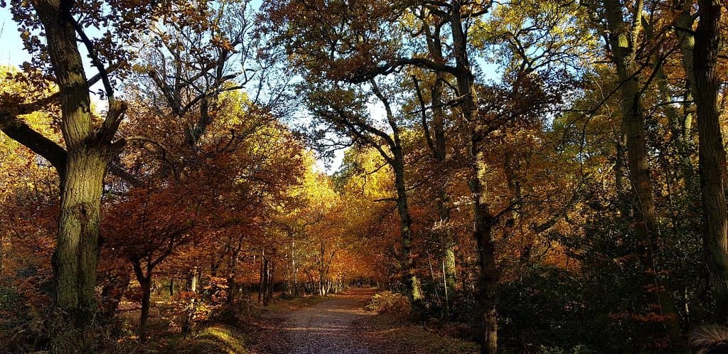 Autumn walks in Burnham Beeches. Can't beat it!