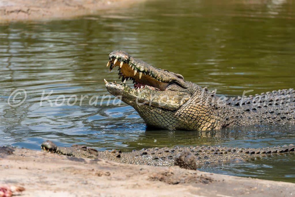 Males & females get along really well 