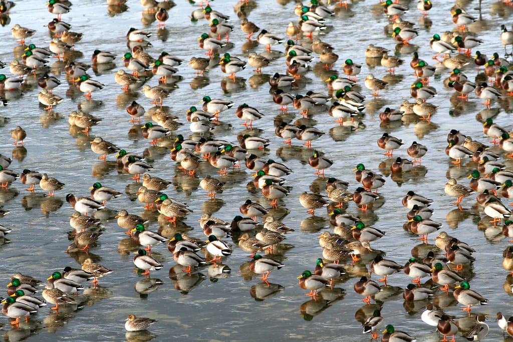 The refuge has an amazing diversity of waterfowl! Visit! 