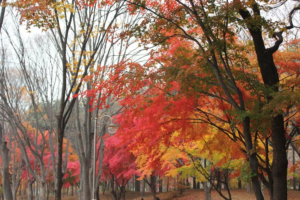 Fiery red maple leaves