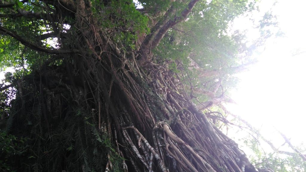 A really old tree...