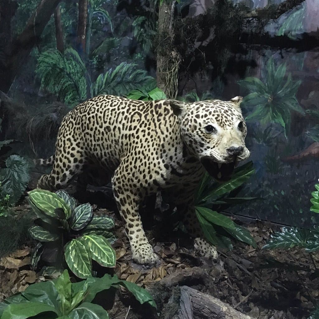 Bosque Capão da Imbuia