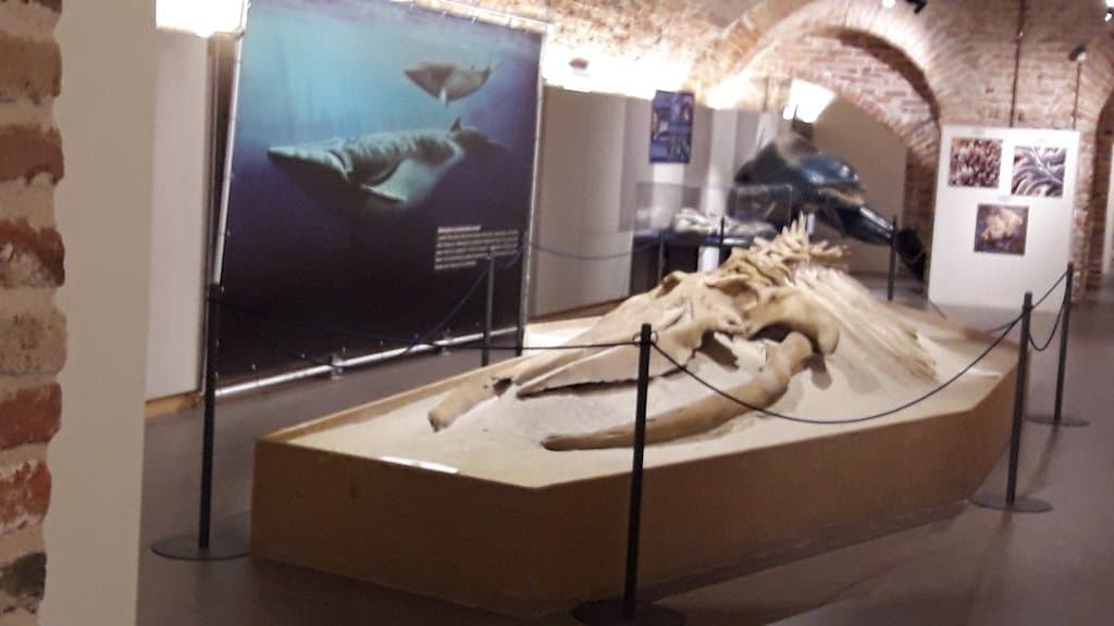 Museo Paleontologico Territoriale