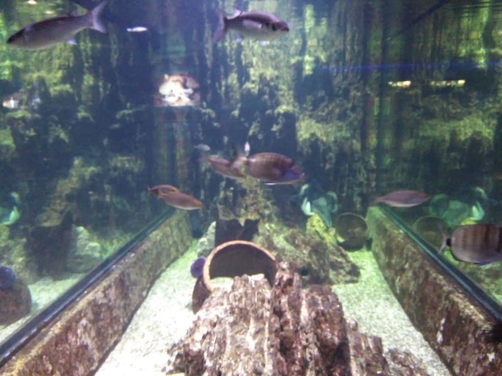 Acuario Municipal Mendoza