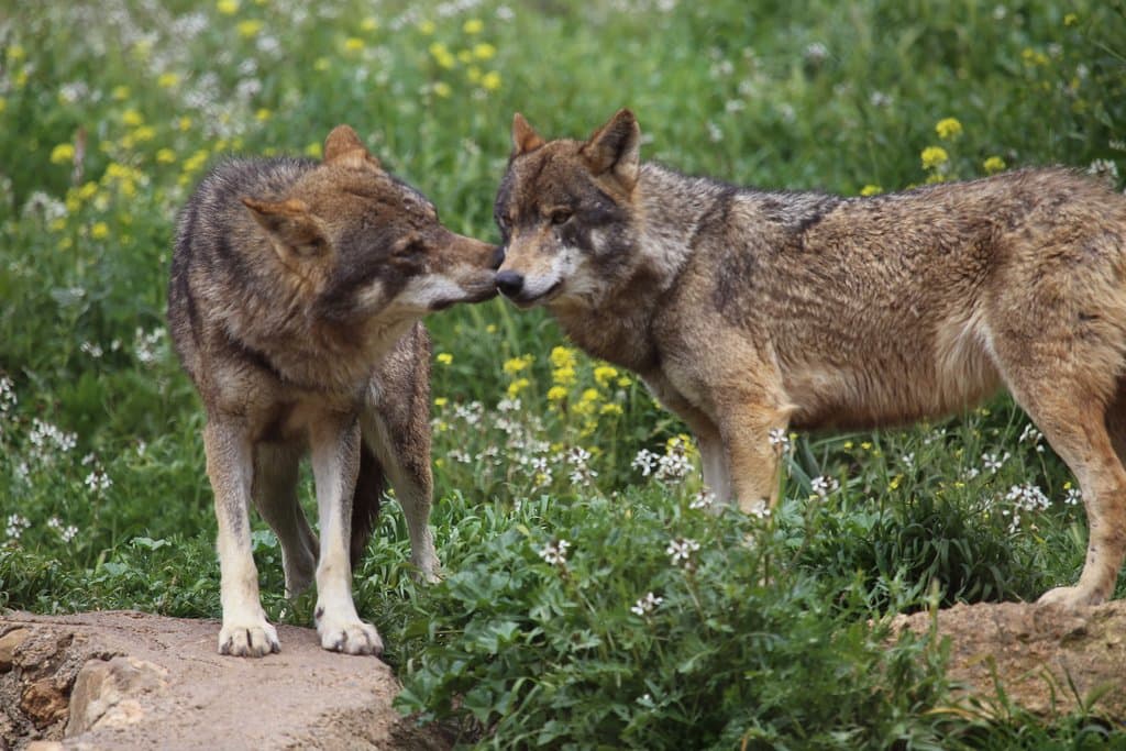 Iberian wolf
