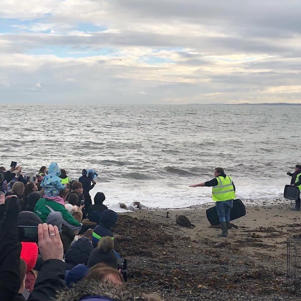 Releasing of seals by Seal Rescue Ireland in Gyles Quay -Cookie, Pavalova, Chickpea and Shrimp.