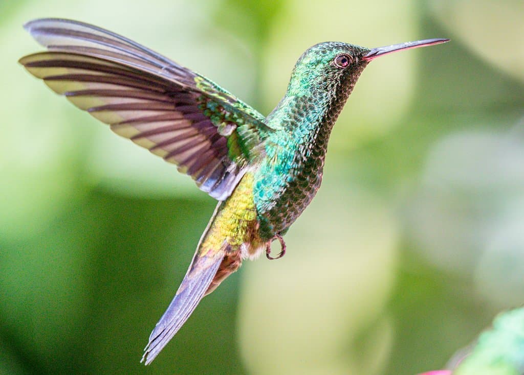 copper rumped
