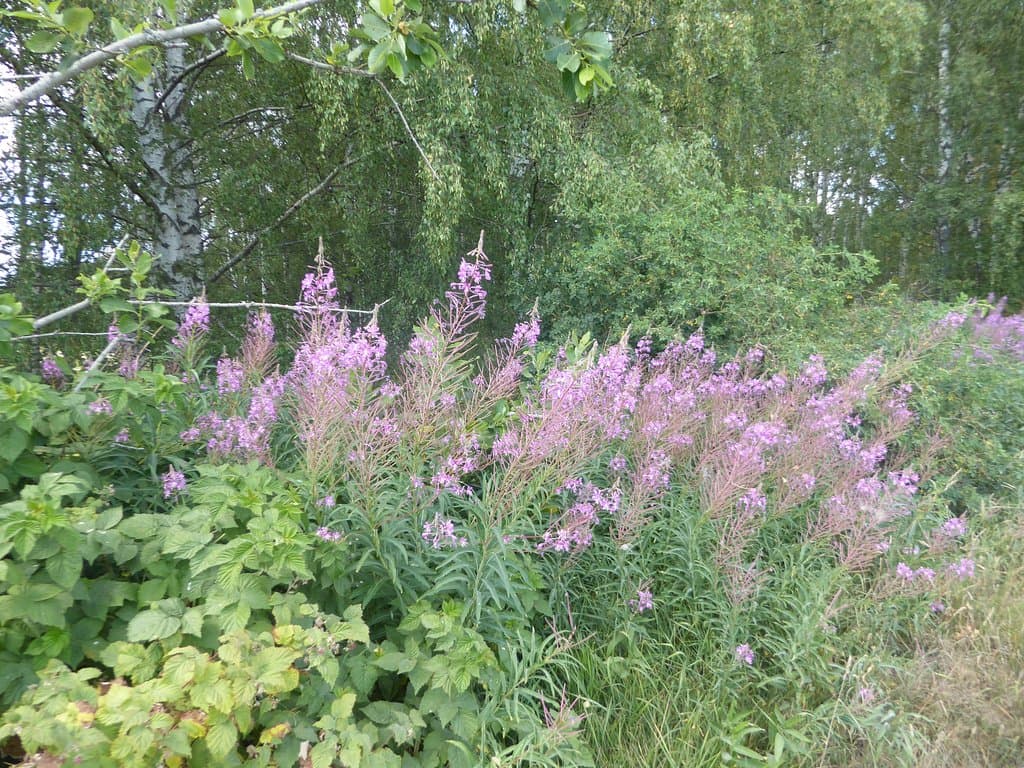 rosebay willowherbs