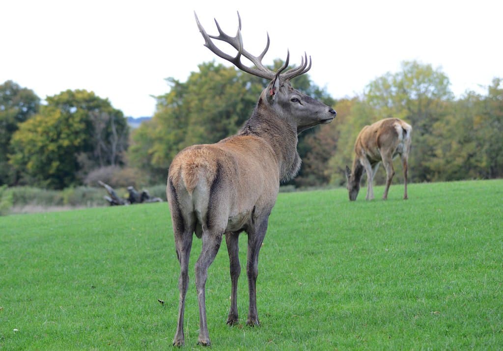 Scottish Deer Center, near St Andrews, Scotland - Buck