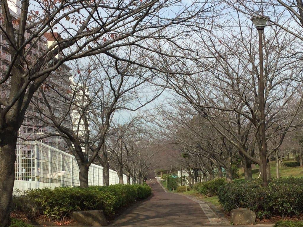 小松川千本桜