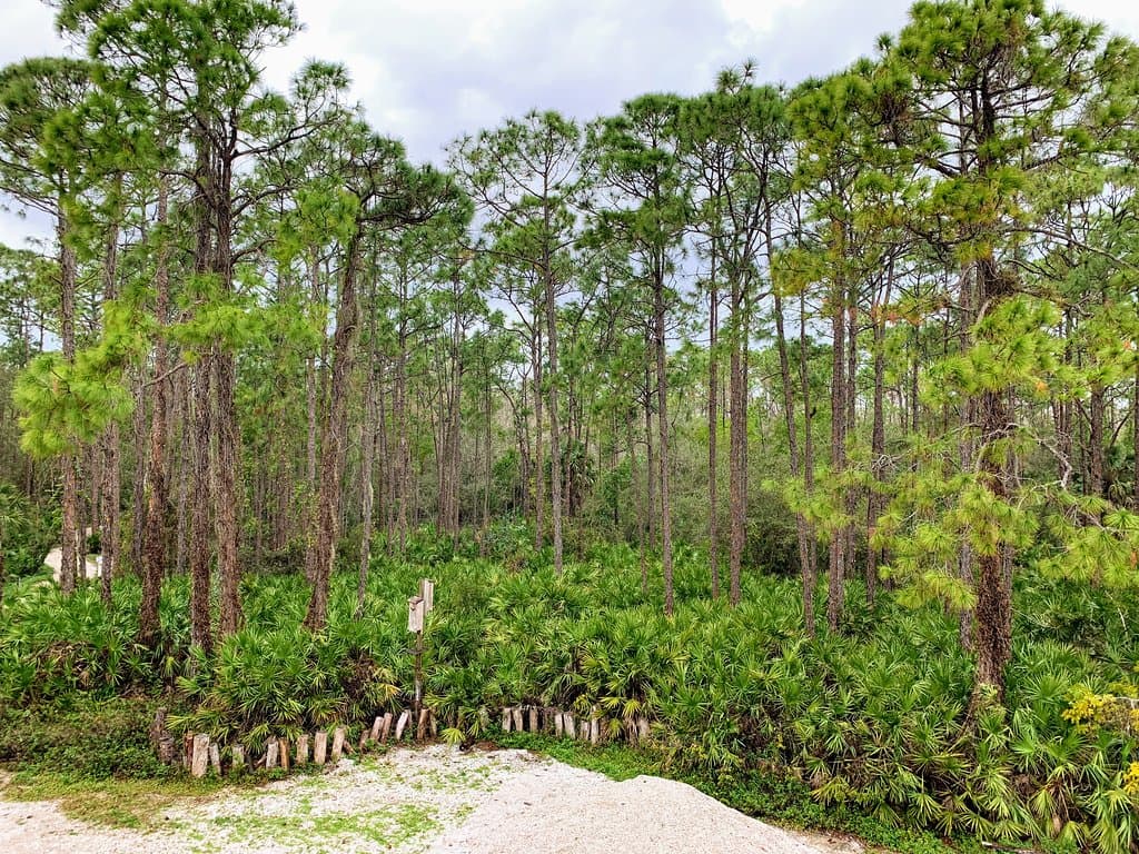 Our beautiful Pine Flatlands, with plentiful Saw palmettos and Slash Pines.