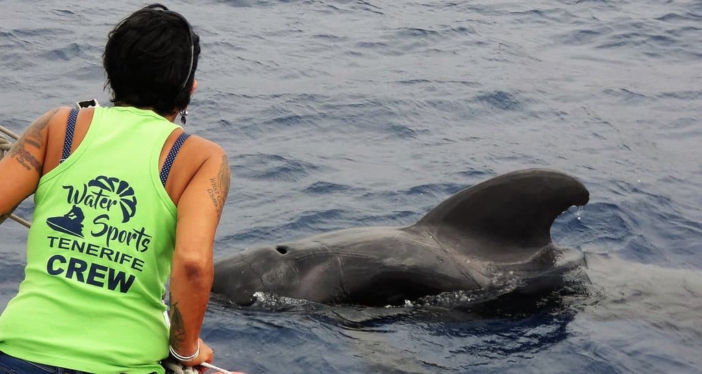 SHORT FINNED PILOT WHALE