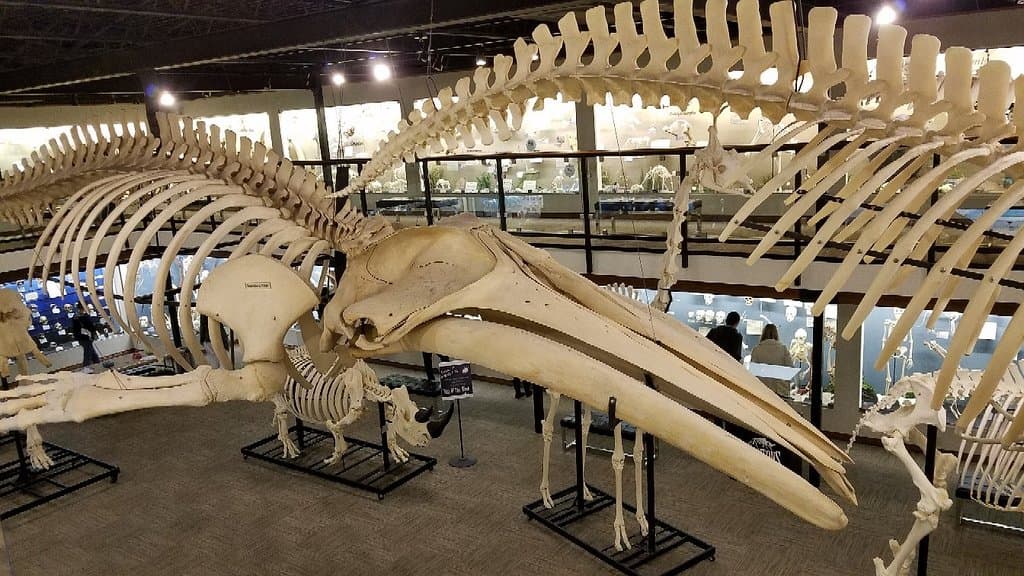 Skeletons Museum of Osteology