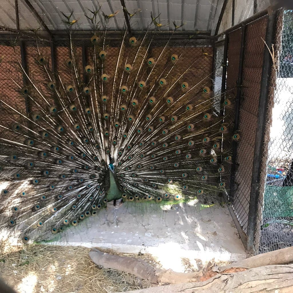 Tiger Zoo Fuvahmulah