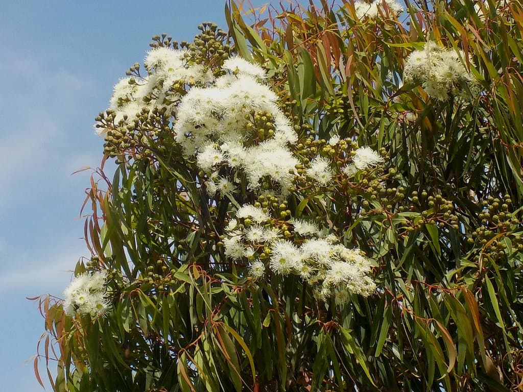 Gum tree in flower