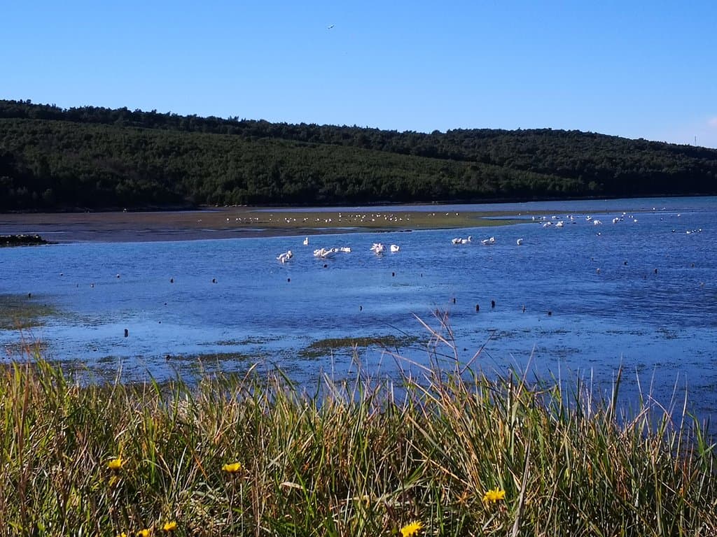 swans ... in the mouth of the river to the sea