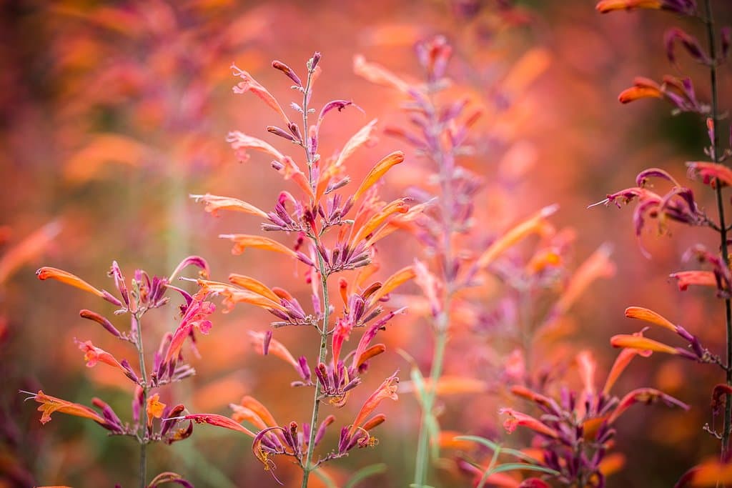 Agastache - Hyssop - hummingbird mint
