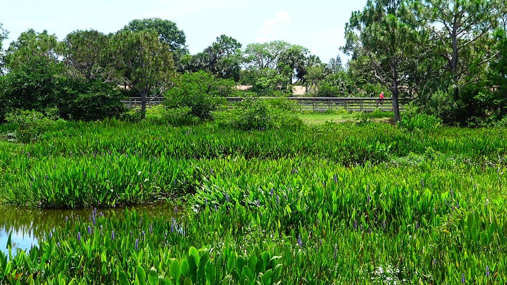 Wakodahatchee offers an escape from the hustle and bustle of the surrounding area with a chance to experience nature.