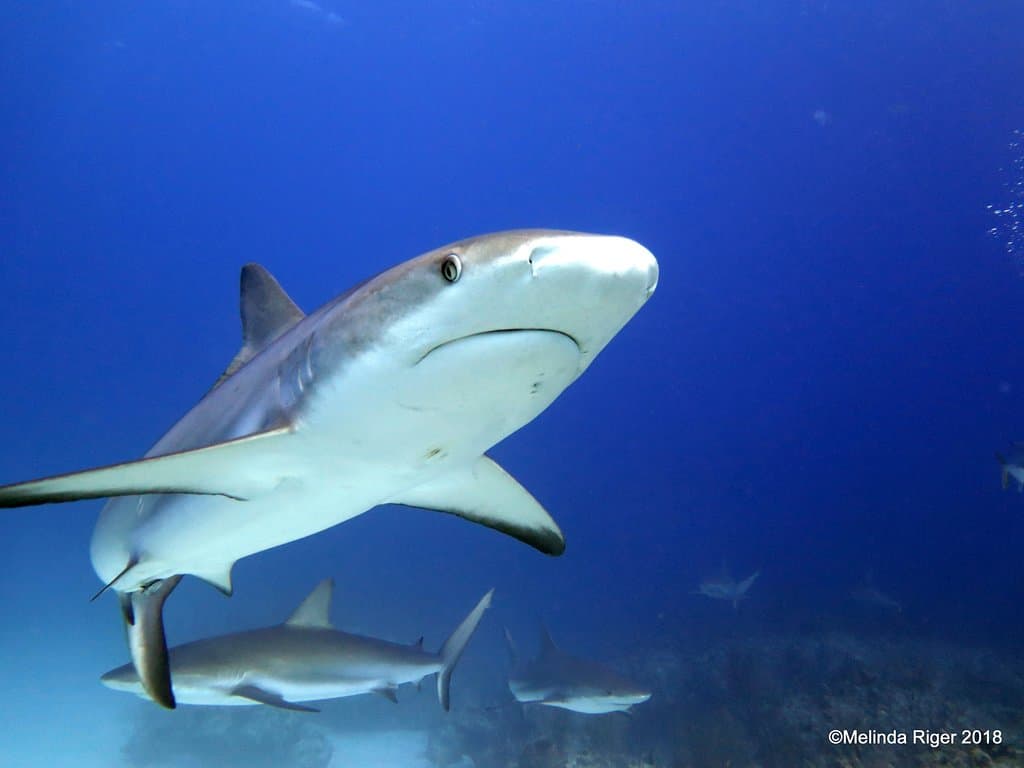 Caribbean Reef Shark