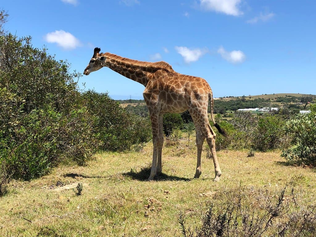 Kragga Kamma Game Park
