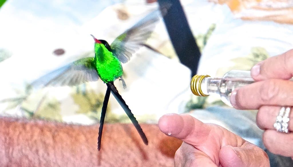 Humming Bird 