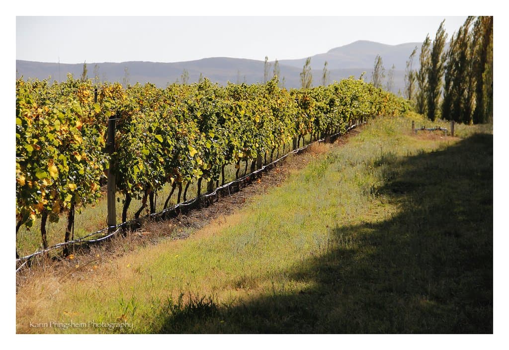 Viñedo y sierras