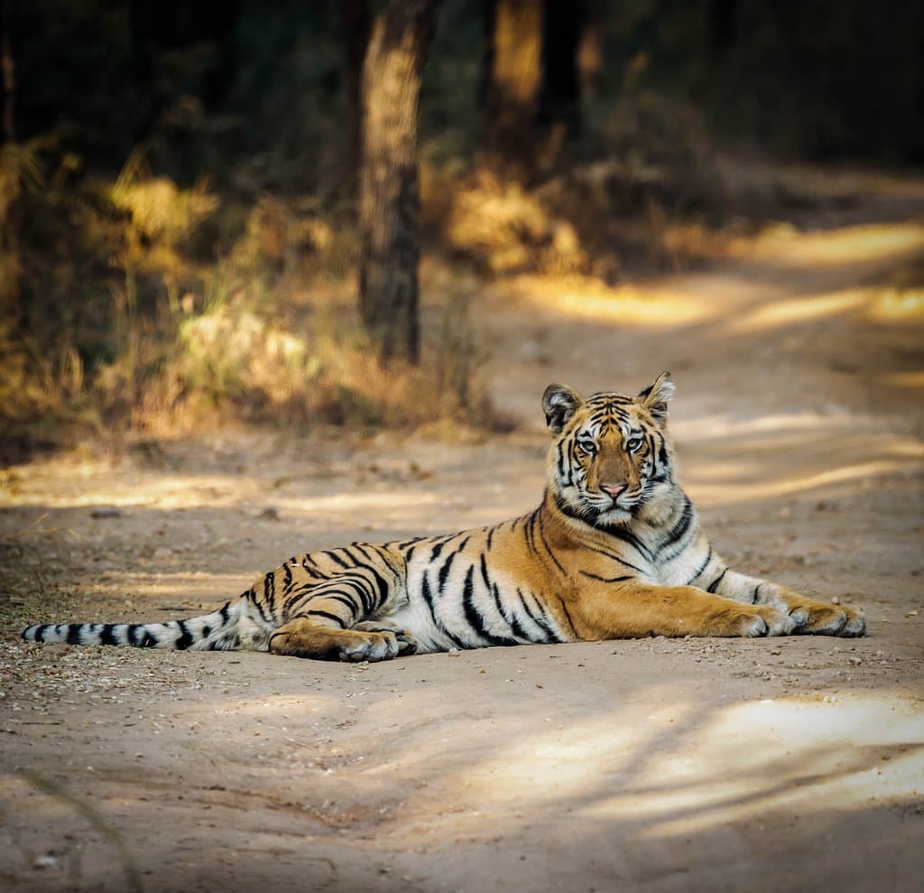 Pench Tiger Reserve Sillari
