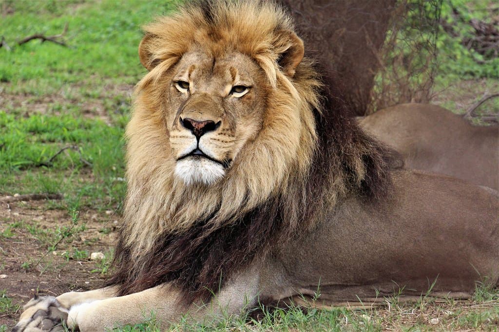 The KIng