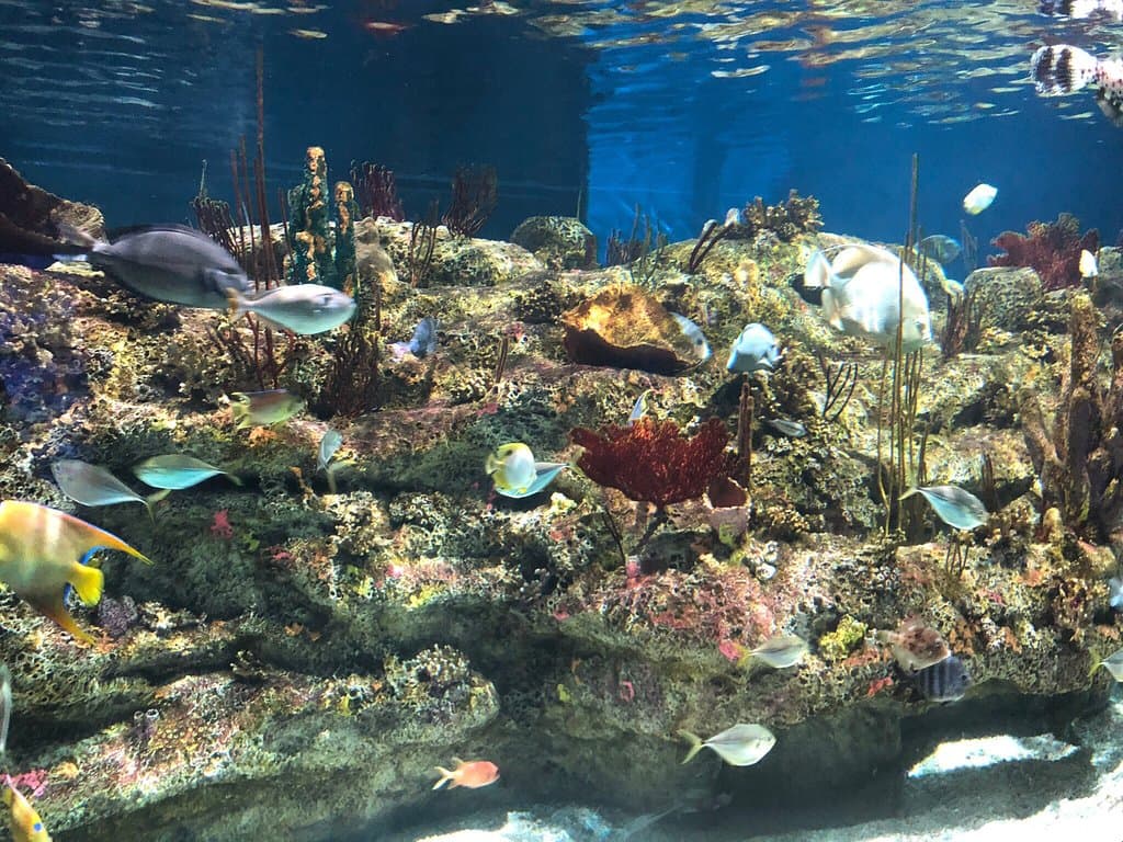 North Carolina Aquarium Fort Fisher