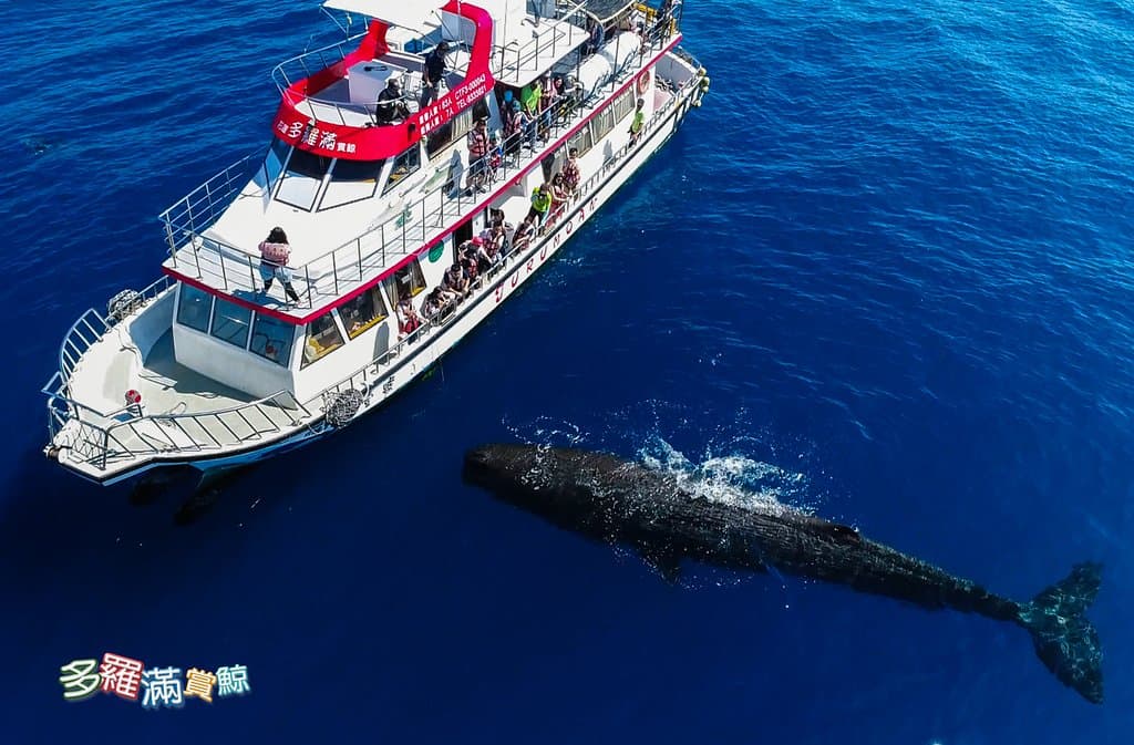 花小香與大多多 (花蓮港多羅滿賞鯨 www.turumoan.com.tw 