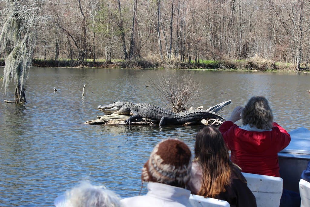 Early spring is best for getting close to big gators