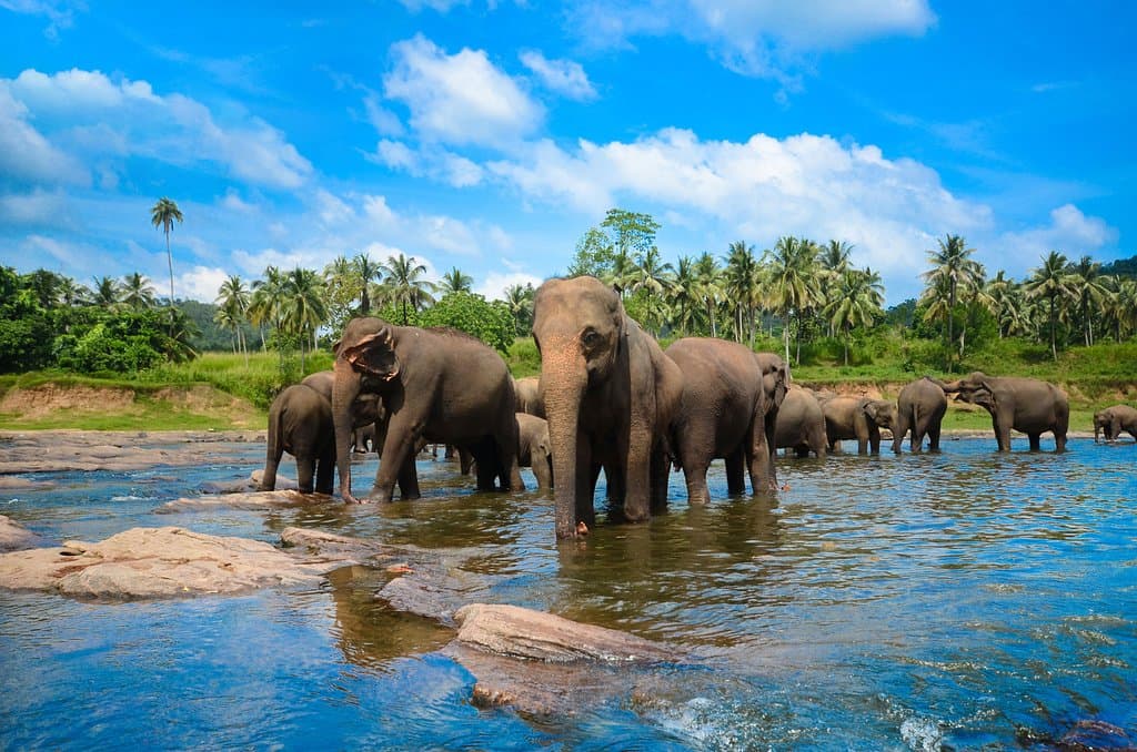 The orphanage was founded to care and protect the many orphaned unweaned wild elephants found wandering in and near the forests of Sri Lanka. It was established in 1975 by the Sri Lanka Department of Wildlife Conservation