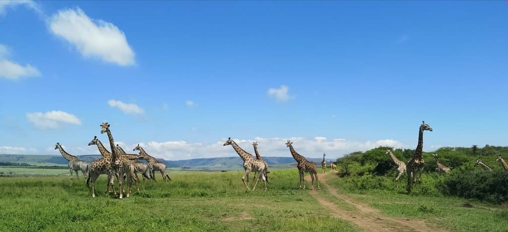 Tala Game Reserve