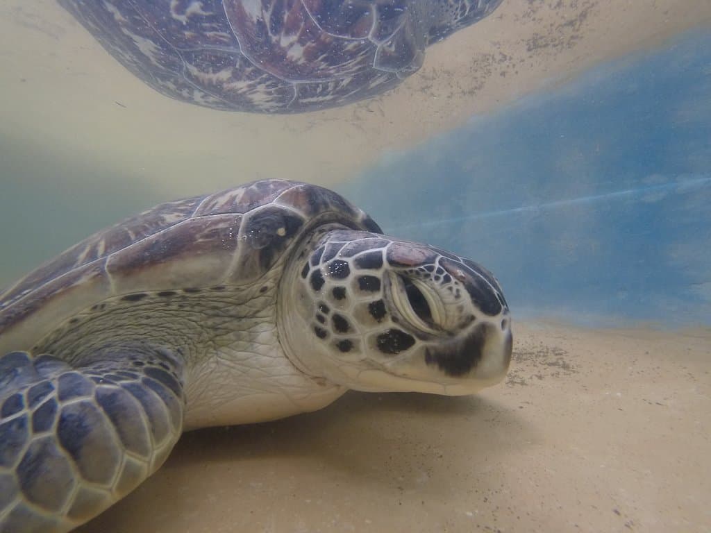 Captured moment from our Turtle Rehabilitation Centre
