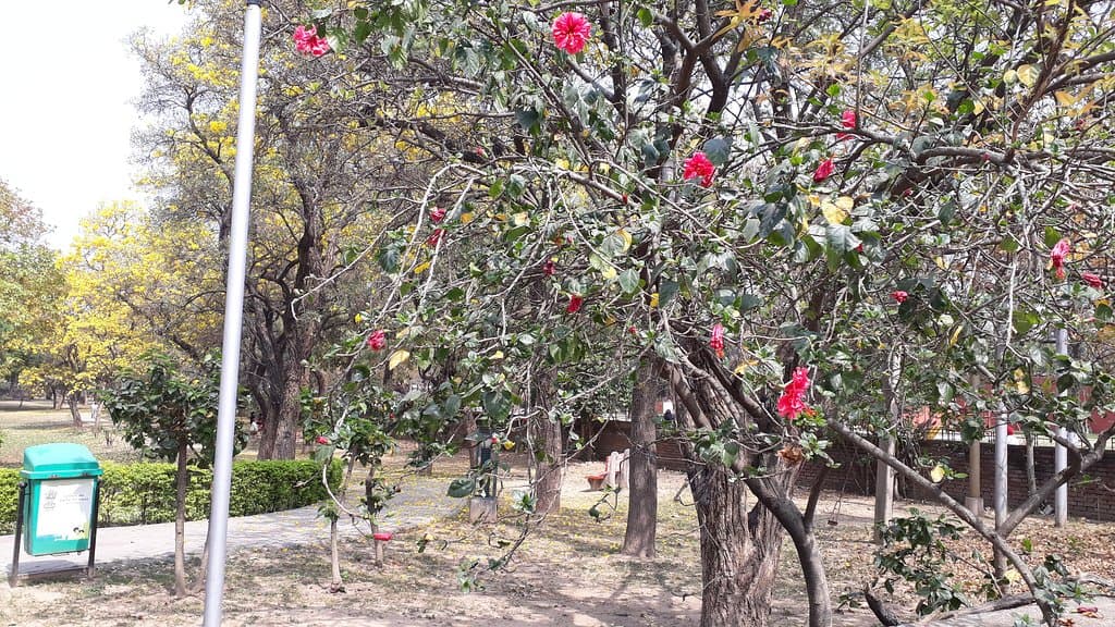 Flowers at Hibiscus Garden