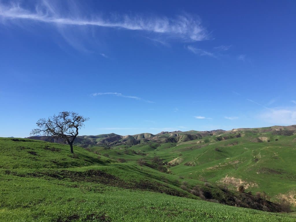 a single tree