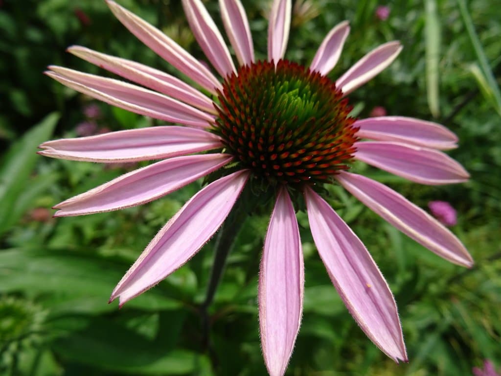 Echinacea-Purperen Zonnehoed