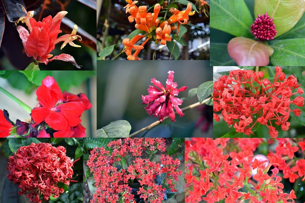 ２０１９年２月１７日（日曜）に行ってきました。 とてもカラフルな花、葉、そして実っているフルーツに 両目とも釘付けになります。