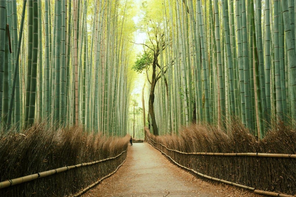 E' uno dei luoghi che meglio incarnano lo spirito zen del Giappone: siamo ad Arashiyama, una zona turistica nei pressi della città di Kyoto, nella celebre Foresta di bambù. E' un luogo molto frequentato dai turisti, ma anche dai giapponesi che amano passeggiare in questo bosco pieno di pace, in cerca di relax, di concentrazione e di tranquillità. In effetti è difficile immaginare un posto più ascetico e rasserenante, in cui la natura invita alla quiete e alla meditazione.