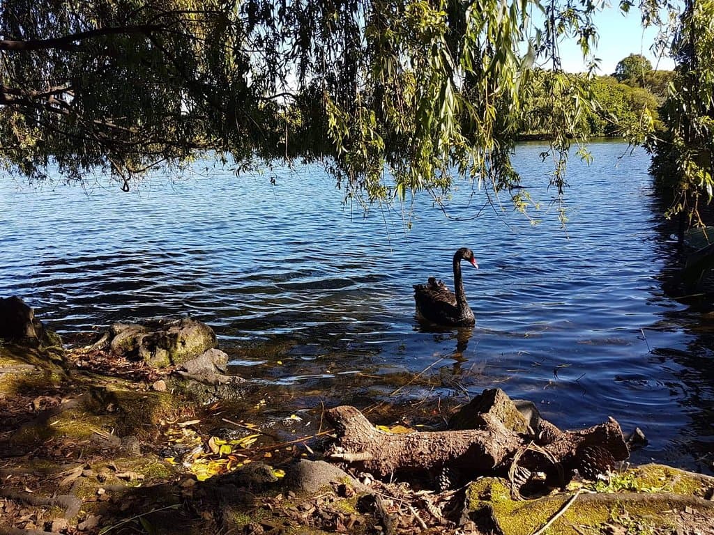 Western Springs Park Auckland